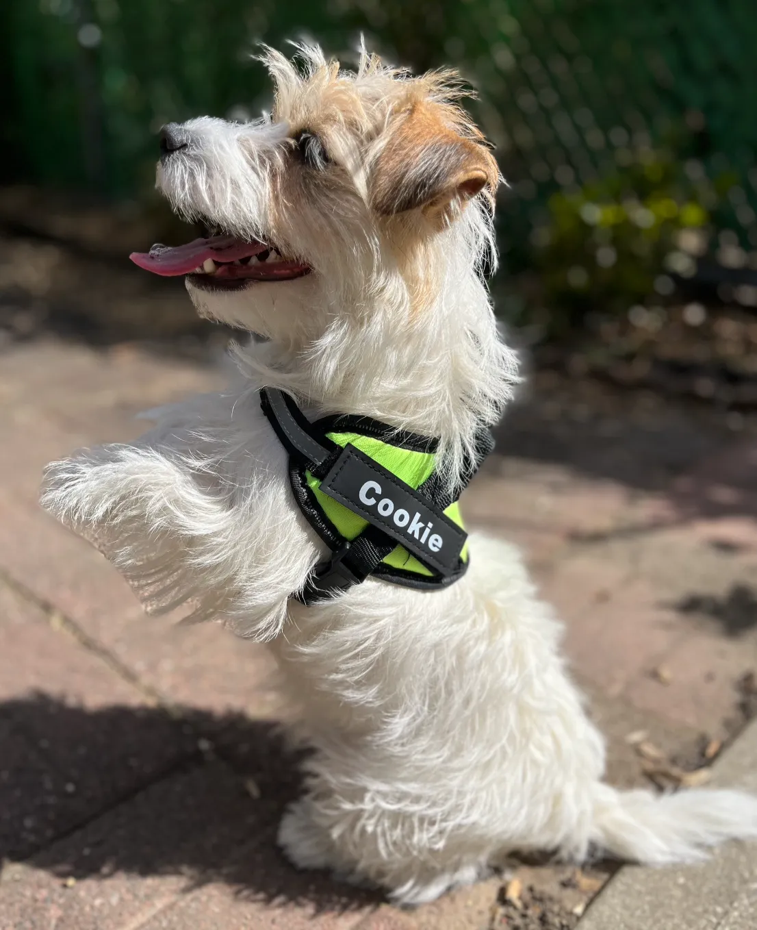 Service Dog Customizable & Adjustable Reflective Pet Harness